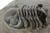 Two Detailed Austerops Trilobite - Excellent Eyes #197150-3